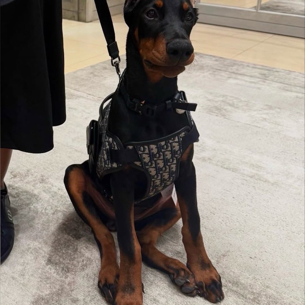 Stylish Black and Brown Dog Harness